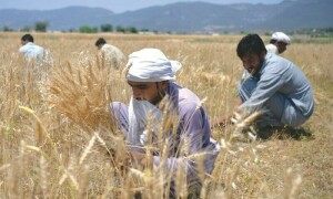 گندم نہ خریدی تو اگلے سال کسان گندم کاشت نہیں کرے گا، چئیرمین کسان اتحاد