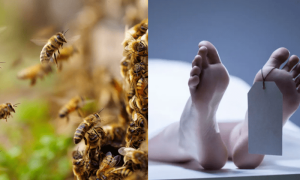 کیا شہد کی مکھیاں انسان کی جان لے سکتی ہیں؟