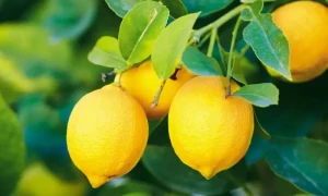 لیموں کے حیرت انگیز فوائد