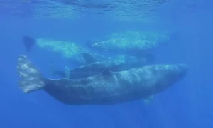 Scientists document remarkable sperm whale &lsquo;phonetic alphabet&rsquo;