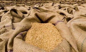 گندم اسکینڈل: تحقیقاتی کمیٹی کے کام نہ کرنے کی اصل وجہ سامنے آگئی
