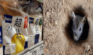 ڈبل روٹی کے 2 پیکٹ سے چوہوں کے باقیات ملنے پر جاپانی کمپنی کا بڑا اقدام