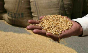 پنجاب حکومت کی گندم خریداری سے معذرت، ریلیف کیلیے &rsquo;کسان کارڈ&lsquo; دیے جانے کا امکان