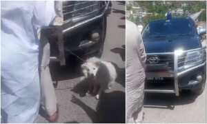 سرکاری گاڑی میں &rsquo;کتا&lsquo; دیکھ کر عوام کا پارہ ہائی، گاڑی روک لی