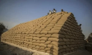 گندم درآمد اسکینڈل میں ذمہ داروں کا تعین، وزیر اعظم نے 4 افسران کو معطل کردیا