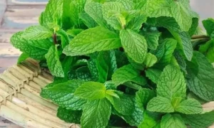 روزانہ کی خوراک میں پودینہ شامل کرنے کے طریقے