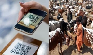 عیدالاضحیٰ پر مویشیوں کی خریدوفروخت کیلئے &rsquo;کیو آر کوڈ&lsquo; سسٹم متعارف کرائے جانے کا امکان