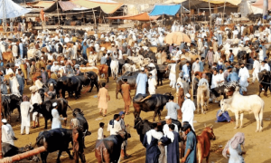 راولپنڈی میں کہاں کہاں مویشی منڈی لگیں گی ؟