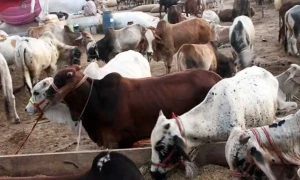 راولپنڈی کی مویشی منڈی نیلام، رقم جان کر آپ کے ہوش اڑ جائیں گے