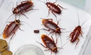 لال بیگ سے کیسے چھٹکارا پائیں