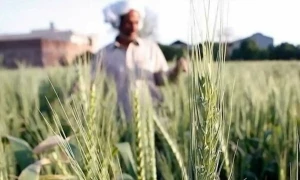 کون سے کاشتکار &rsquo;کسان کارڈ&lsquo; کی رجسٹریشن کیلیے اہل ہیں