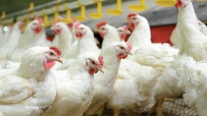 لاہور: مردہ مرغیاں بیچنے والی دکانیں مستقل طور پر سیل کرنے کا حکم