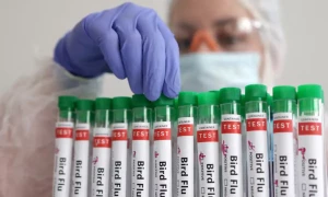 Person with bird flu died in Mexico, WHO says
