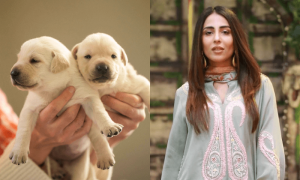 اشنا شاہ نے کتے کے بچوں کو پھینکنے والوں پر ایک لاکھ روپے انعام رکھ دیا