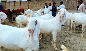 بکرا نامہ : جانور کی خریداری کا جاں گُسل مرحلہ