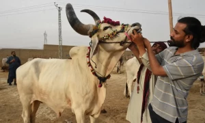 عید قرباں میں ایک روز باقی، جانور کے ساتھ قصائی اور سبزیاں مصالحے بھی پہنچ سے باہر ہوگئے