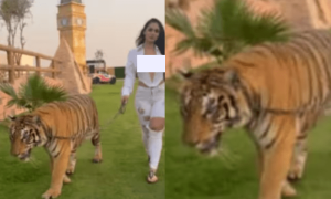کیا یہ ایمپریس مارکیٹ ہے؟ شیر کے ساتھ موجود خاتون کی تصویر کی حقیقت