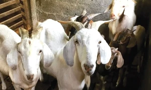 بکرا نامہ : ذبیحے سے گوشت کی تقسیم تک
