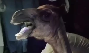 &lsquo;Camel must be kept standing continuously&rsquo; to save it
