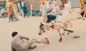 ملک بھر میں کئی قربانی کے جانور بپھر گئے، موسمی قصائیوں کی دوڑیں لگ گئیں