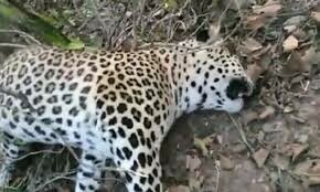 مظفرآباد میں مکینوں نےتیندوے کے دو بچوں کو ماردیا