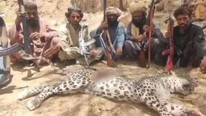 ڈیرہ بگٹی: ایک اور نایاب نسل کے تیندوے کو دیہاتیوں نے مار ڈالا