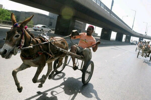 گدھوں کی ریس &rsquo;بجلی&lsquo; نامی گدھے نے جیت لی