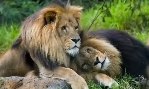 جانوروں میں ہم جنس پرستی پر کی گئی تحقیق میں بڑا انکشاف