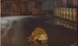 Crocodile encounter: Large reptile ventures onto Ratnagiri street as monsoon rains lash Maharashtra