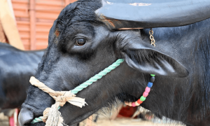 بھارتی گاؤں میں بھینس نے پنچائیت کی مشکل آسان کر دی