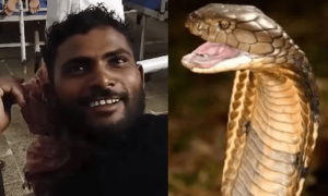 سانپ کے ڈسنے پر نوجوان نے سانپ کو کاٹ لیا