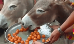 بارش کی خوشی میں گدھوں کی گلاب جامن سے تواضع