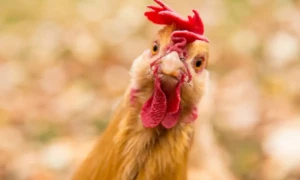 مرغیوں کی انسانوں والی خاصیت نے سائنسدانوں کو حیران کردیا