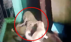 گھر میں گھنسے والے تیندوے کو پالتو کتوں نے چکرا کر رکھ دیا