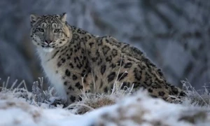 Man arrested in Lahore for selling snow leopard skin
