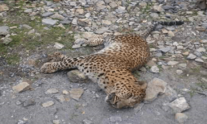 نالہ بیتاڑ میں بہہ کر آنیوالے زخمی تیندوے کو ریسکیو کرلیا گیا