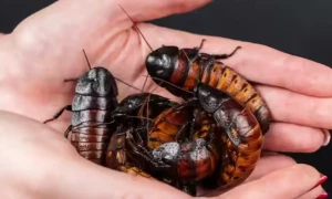 مسلسل کھانسی سے پریشان مریض کے گلے میں 3 دن سے پھنسا لال بیگ نکال لیا گیا
