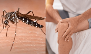 چکن گونیا کا باعث بننے والا ایڈیسی مچھرکی شناخت کیا اور کس وقت متحرک ہوتا ہے؟