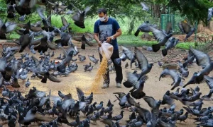 شہر والوں کیلئے کبوتر کتنے خطرناک؟ ماہرین نے خبردار کردیا