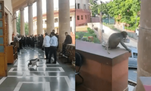 بندروں نے بھارتی سپریم کورٹ پر دھاوا بول دیا، وکلا کے لنچ باکس غائب