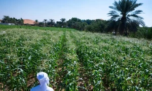 Here&rsquo;s how a UAE farmer turned barren land into a flourishing oasis