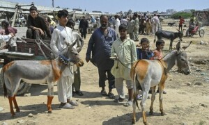 چین میں گدھے کے گوشت کی مانگ، پاکستان میں قیمتیں مہنگی