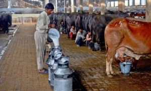 دودھ مہنگا کرنے پر کراچی کی تین ڈیری ایسوسی ایشنز پر بھاری جرمانے