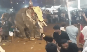 میلے میں ہاتھی بدک گیا، لوگوں کو سونڈ سے اٹھا اٹھا کر پٹخا، 17 زخمی