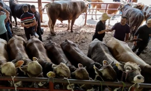 China bans meat imports from Pakistan, Afghanistan and other nations over disease worries