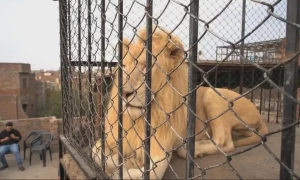 Punjab places new ban on keeping wild animals as pets