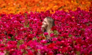 محبت کے اظہار کے لیے پھول ہی کیوں؟