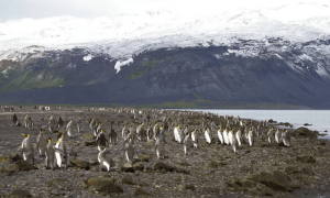 زمین کا کوئی کونہ نہ بخشا! ٹرمپ نے غیر آباد جزیرے پر بھی ٹیرف لگا دیا
