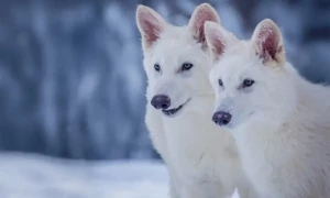 Ice-age dire wolf resurrected after 10,000 years