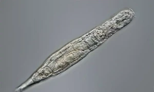 Russian scientists revive 24,000-year-old microorganisms from permafrost